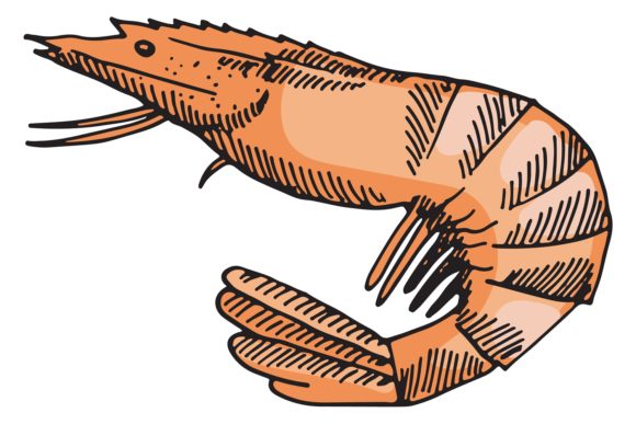 Shrimp Color Illustration: A Seafood Menu Design Guide